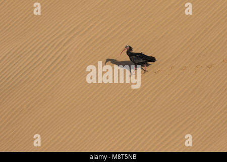 Heremietibis, Northern calvo Ibis, Geronticus eremita Foto Stock