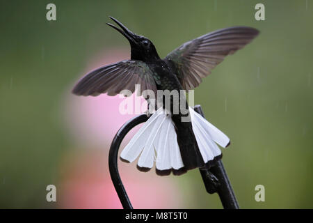 Bird immagine fatta da Dubi Shapiro Foto Stock