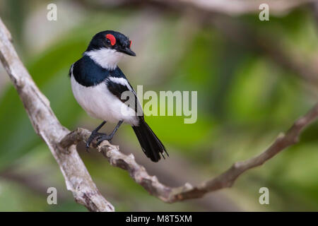 Bird immagine fatta da Dubi Shapiro Foto Stock