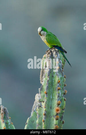 Monniksparkiet, Monaco parrocchetto, Myiopsitta monachus Foto Stock