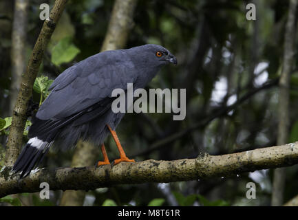 Langpootkiekendief, gru Hawk Foto Stock