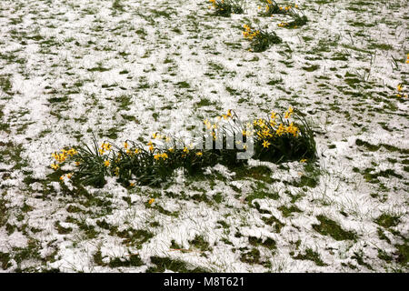 Londra, UK -18th Mar 2018: narcisi essendo ricoperta di neve prima che la nuova stagione primaverile del Barbican. Foto Stock