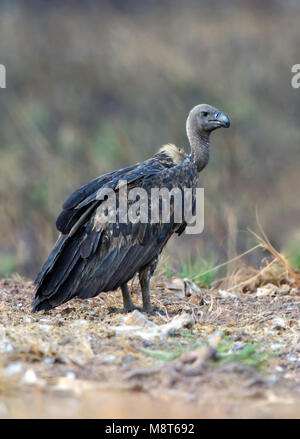 Bengaalse Gier, bianco-rumped Vulture, Gyps bengalensis Foto Stock