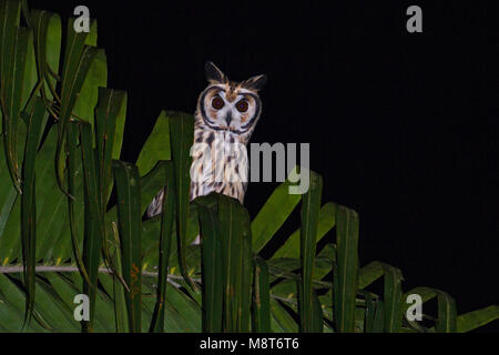 Foto di uccelli fatta da Dubi Shapiro Foto Stock