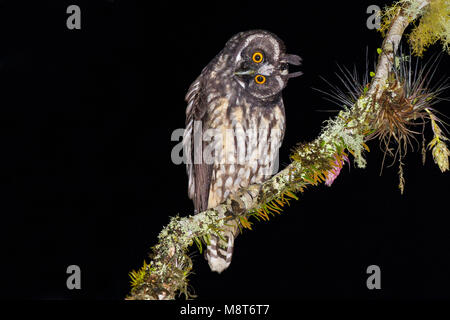 Foto di uccelli fatta da Dubi Shapiro Foto Stock