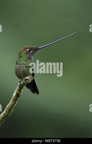 Zwaardkolibrie, spada-fatturati Hummingbird Foto Stock