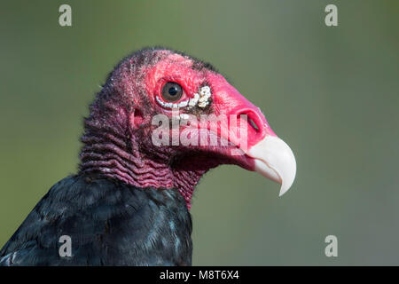 Bird immagine fatta da Dubi Shapiro Foto Stock