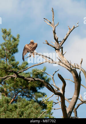 Rode Wouw nel braccio dode; aquilone rosso appollaiato in Albero morto Foto Stock