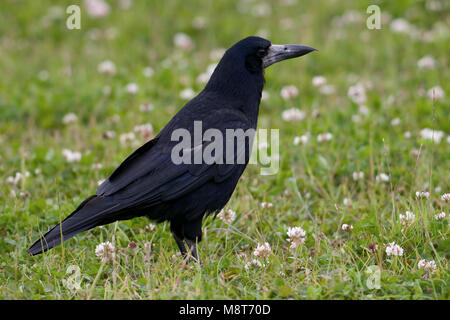 Roek in een grasveld; Rook in un campo erboso Foto Stock