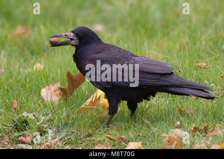 Rook con acorn bill, Roek incontrato eikel in snavel Foto Stock