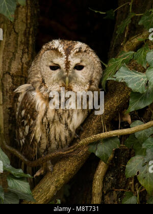 Bosuil rustend nel braccio; Allocco appoggiata nella struttura ad albero Foto Stock