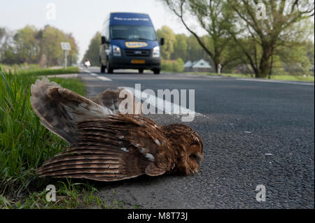 Bosuil dood langs de weg; Allocco morto a banchina Foto Stock