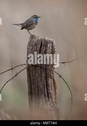 Blauwborst zittend; White-Spotted pettazzurro appollaiato Foto Stock