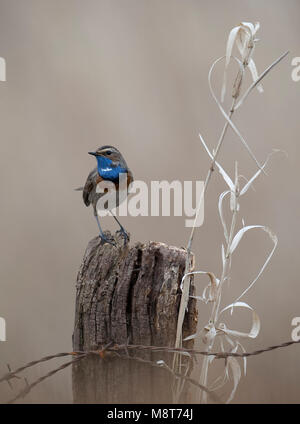 Blauwborst zittend; White-Spotted pettazzurro appollaiato Foto Stock