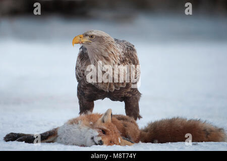 Zeearend etend van een dode vos; White Tailed Eagle mangiare da un punto morto Fox. Foto Stock