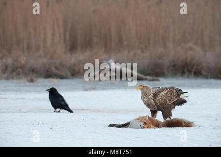 Zeearend etend van een dode vos; bianco-tailed Eagle mangiare da un punto morto Fox. Foto Stock