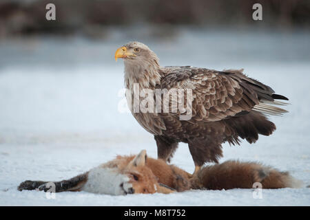 Zeearend etend van een dode vos; bianco-tailed Eagle mangiare da un punto morto Fox. Foto Stock