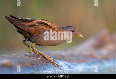 Fouragerende klein waterhoen; Little Crake foraggio Foto Stock