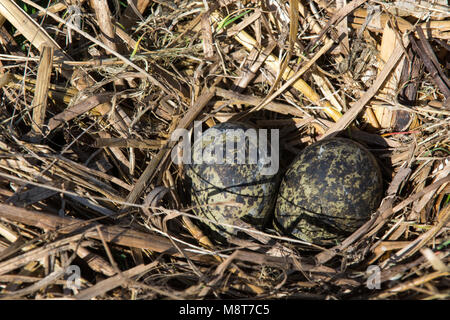 Nido van een Kievit incontrato eieren; nido di Pavoncella (Vanellus vanellus) wth due uova Foto Stock