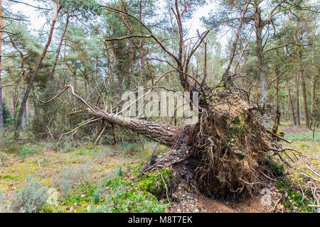 Bruciato e caduto albero di pino in olandese foresta di autunno Foto Stock