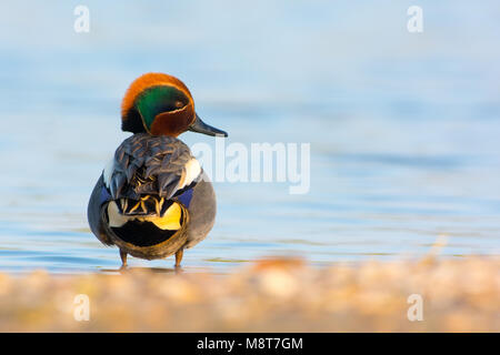 Immagine di uccelli da Hans Germeraad Foto Stock