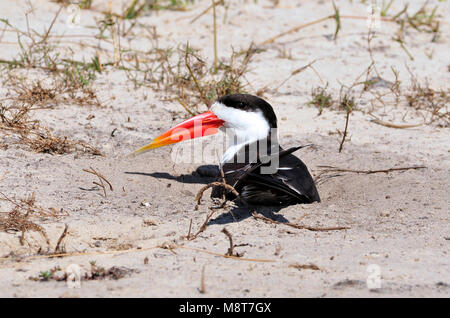 Immagine di uccelli da Hans Germeraad Foto Stock