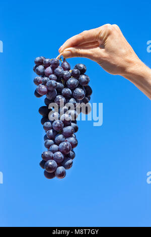 Mano che tiene appeso grappolo di uva blu in cielo Foto Stock