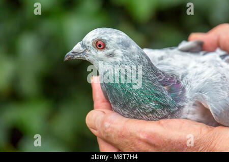 Mani tenendo l'homing pigeon all'aperto Foto Stock