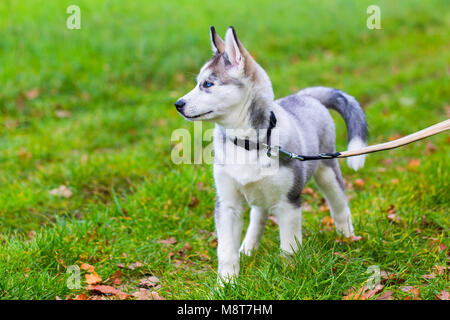 Legato giovane cane Husky in piedi in verde prato Foto Stock