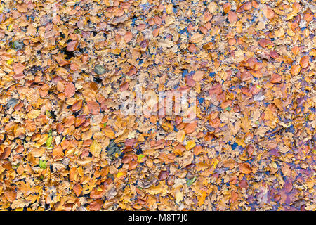 Molte foglie di faggio galleggiante sull'acqua nella stagione autunnale Foto Stock
