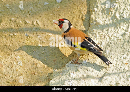 Immagine di uccelli da Hans Germeraad Foto Stock