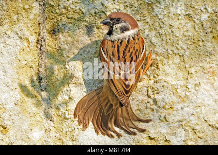 Immagine di uccelli da Hans Germeraad Foto Stock