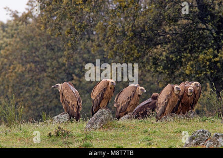 Vale Gieren op de grond; Grifoni sul terreno Foto Stock