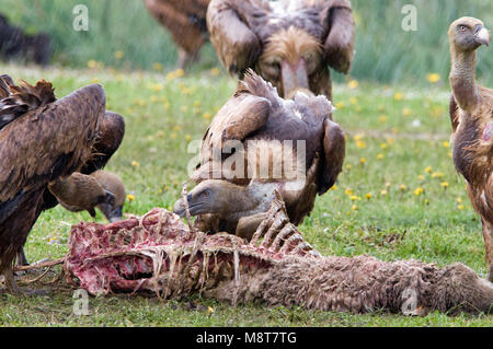 Vale Gieren incontrato dood schaap; Grifoni con pecora morta Foto Stock