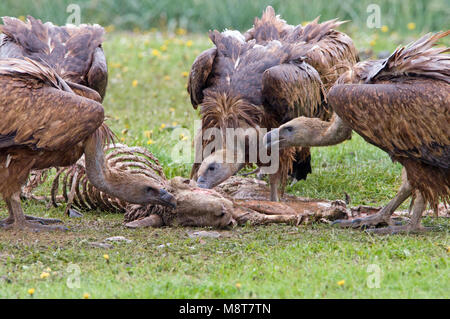 Vale Gieren incontrato dood schaap; Grifoni con pecora morta Foto Stock