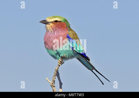 Immagine di uccelli da Hans Germeraad Foto Stock