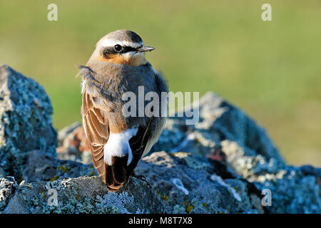 Immagine di uccelli da Hans Germeraad Foto Stock