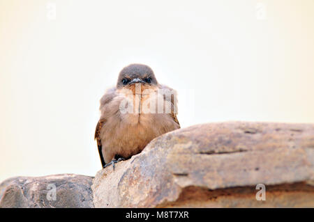 Immagine di uccelli da Hans Germeraad Foto Stock