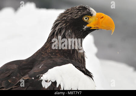 Mare Stellers-eagle head close-up; Steller-zeearend kop beeldvullend Foto Stock