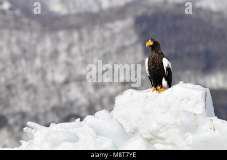 Mare Stellers-eagle appollaiato su ghiaccio; Steller-zeearend zittend op ijs Foto Stock