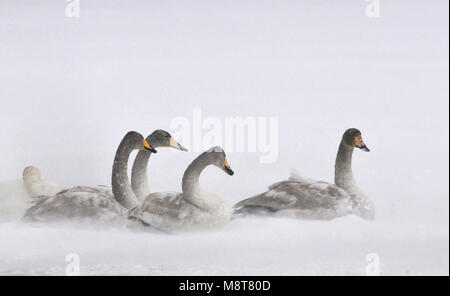 Whooper Swan nella nebbia sul lago; Wilde zwaan nella nebbia op meer Foto Stock