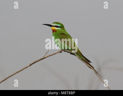 Groene Bijeneter zittend op een tak; adulto Blu-cheeked Bee-eater (Merops persicus) appollaiato su un ramo Foto Stock