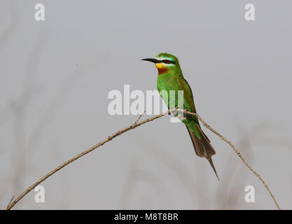 Groene Bijeneter zittend op een tak; adulto Blu-cheeked Bee-eater (Merops persicus) appollaiato su un ramo Foto Stock