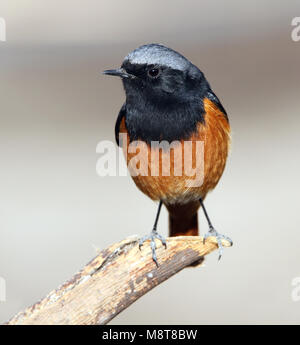 Mannetje Oosterse Zwarte Roodstaart zittend op een tak; maschio Eastern codirosso spazzacamino (Phoenicurus ochruros phoenicuroides) appollaiato su un ramo Foto Stock