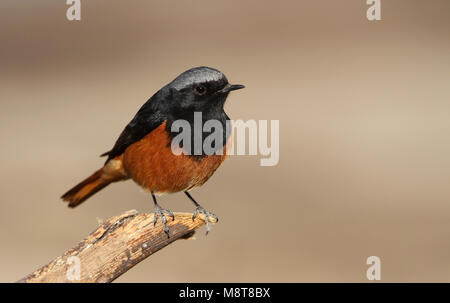 Mannetje Oosterse Zwarte Roodstaart zittend op een tak; maschio Eastern codirosso spazzacamino (Phoenicurus ochruros phoenicuroides) appollaiato su un ramo Foto Stock