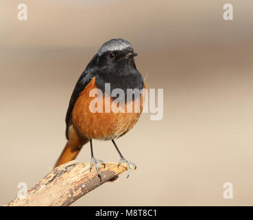 Mannetje Oosterse Zwarte Roodstaart zittend op een tak; maschio Eastern codirosso spazzacamino (Phoenicurus ochruros phoenicuroides) appollaiato su un ramo Foto Stock