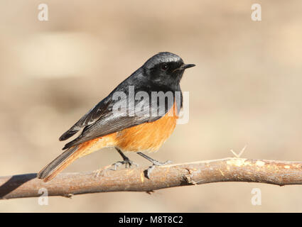 Mannetje Oosterse Zwarte Roodstaart zittend op een tak; maschio Eastern codirosso spazzacamino (Phoenicurus ochruros phoenicuroides) appollaiato su un ramo Foto Stock