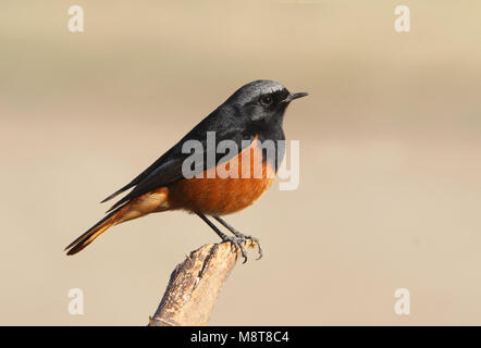 Mannetje Oosterse Zwarte Roodstaart zittend op een tak; maschio Eastern codirosso spazzacamino (Phoenicurus ochruros phoenicuroides) appollaiato su un ramo Foto Stock