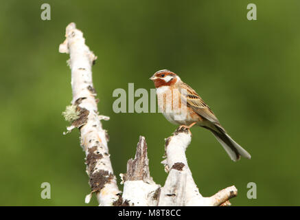 Mannetje Witkopgors in broedgebied; maschio Pine Bunting (Emberiza leucocephalos) nell area di allevamento Foto Stock