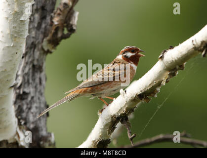 Mannetje Witkopgors in broedgebied; maschio Pine Bunting (Emberiza leucocephalos) nell area di allevamento Foto Stock